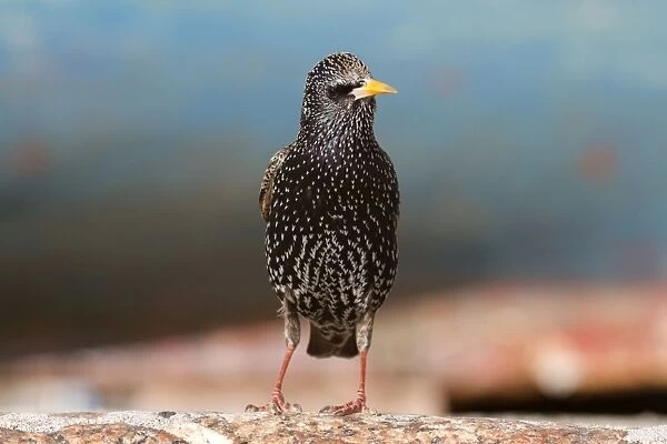 Starling - Cornwall - UK