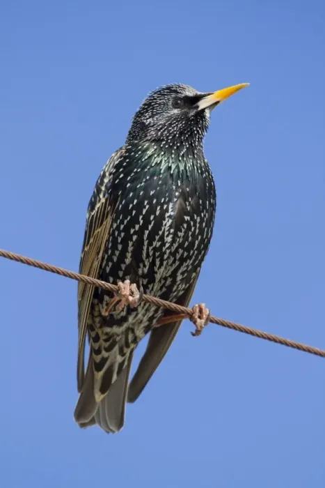 Framed Print : Starling - Cornwall - UK Framed Print : Starling - Cornwall - UK