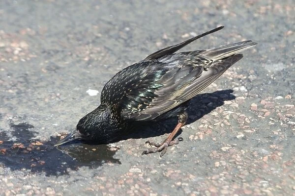 Starling - drinking from a tiny scrap of water, near Dundee, Scotland