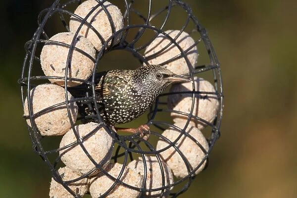 Starling - on fat ball feeder - Cornwall - UK