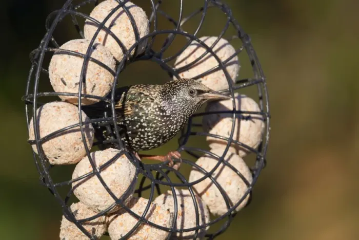Framed Print : Starling - on fat ball feeder - Cornwall - UK Framed Print : Starling - on fat ball feeder - Cornwall - UK