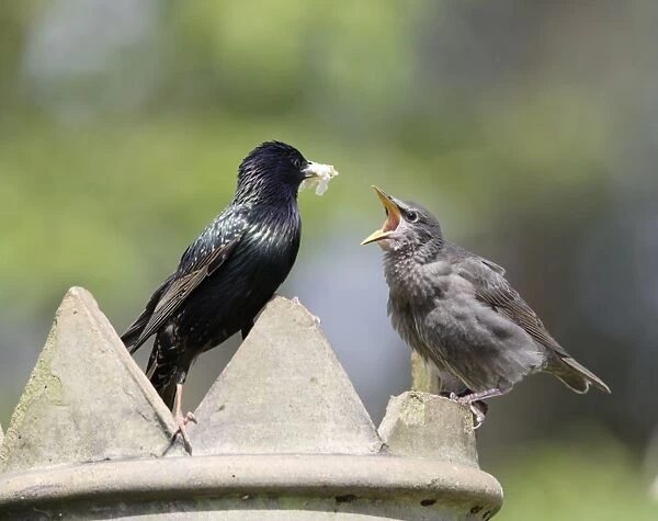 Starling - feeding youngster on chimney - Bedfordshire - UK 007546