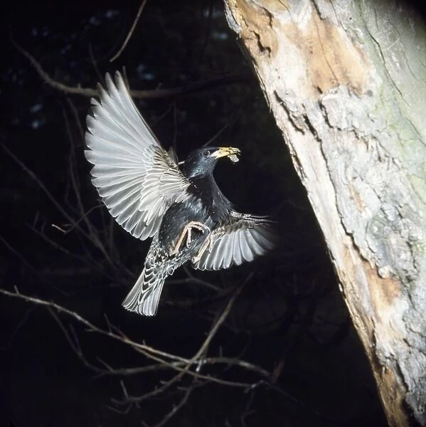 Starling - in flight approaching nest with food in beak