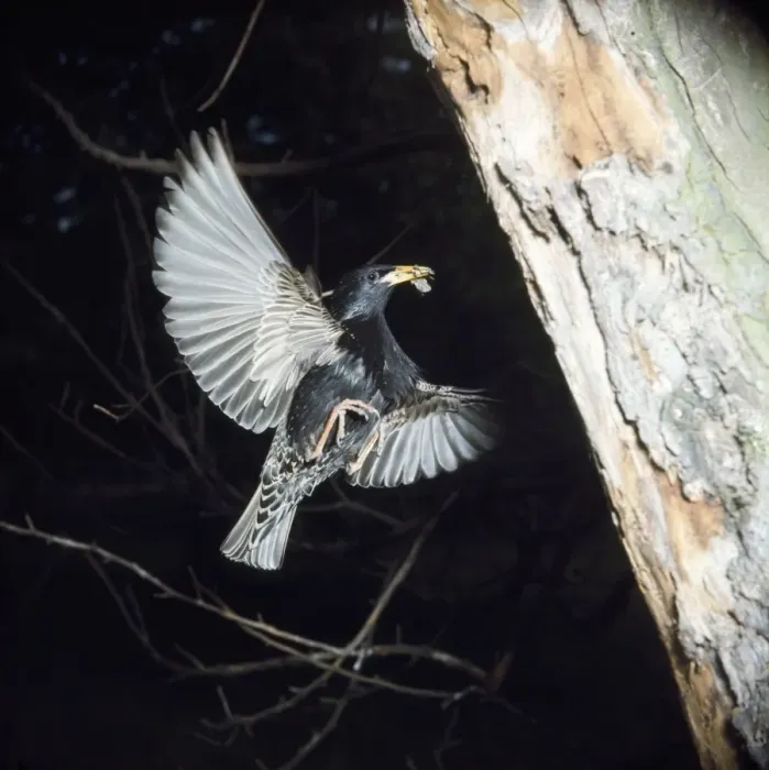 Framed Print : Starling - in flight approaching nest with food in beak Framed Print : Starling - in flight approaching nest with food in beak