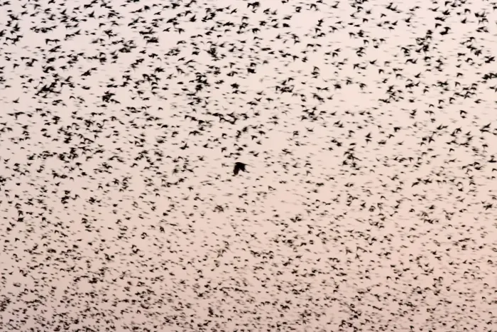 Framed Print : Starling Flock Framed Print : Starling Flock