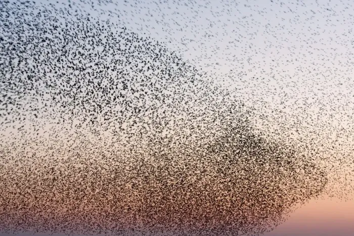 Framed Print : Starling Flock Framed Print : Starling Flock