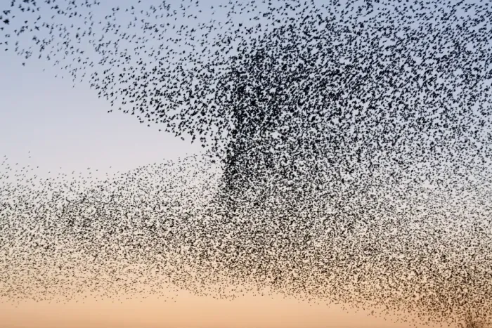 Framed Print : Starling Flock Framed Print : Starling Flock