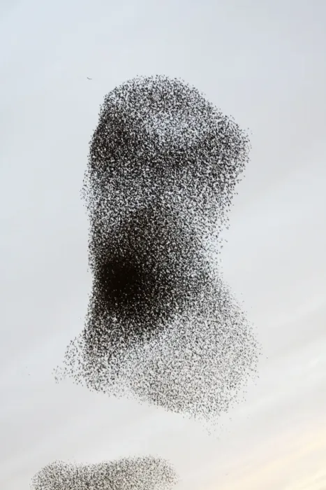Framed Print : Starling Flock Framed Print : Starling Flock