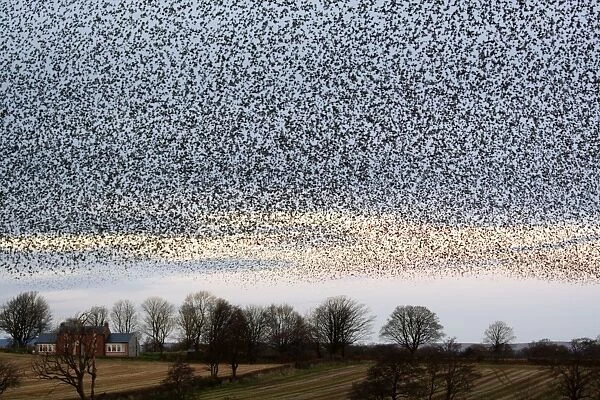Starling Flock