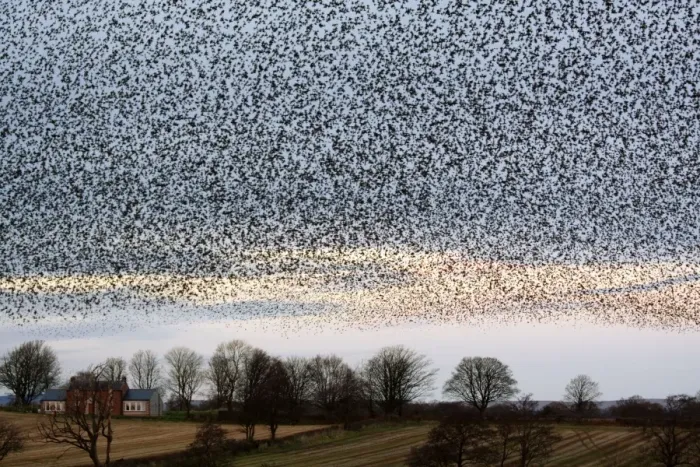 Framed Print : Starling Flock Framed Print : Starling Flock