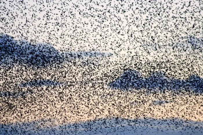 Framed Print : Starling Flock Framed Print : Starling Flock