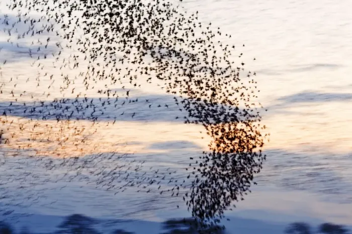 Framed Print : Starling Flock Framed Print : Starling Flock