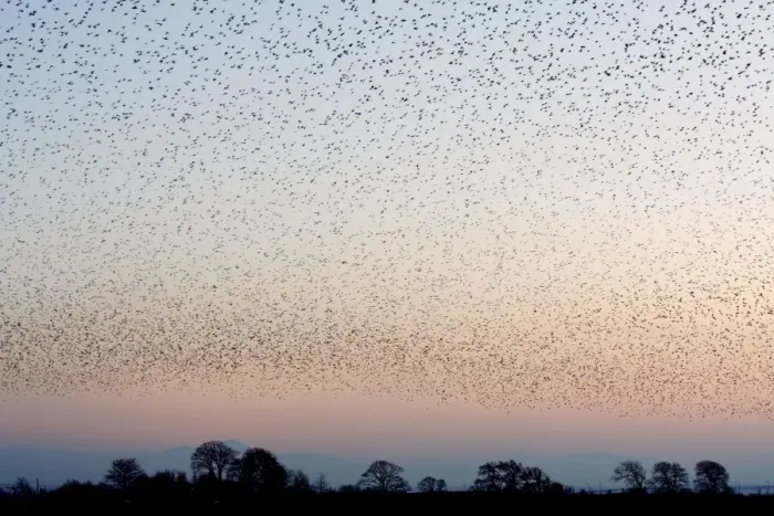 Framed Print : Starling Flock Framed Print : Starling Flock