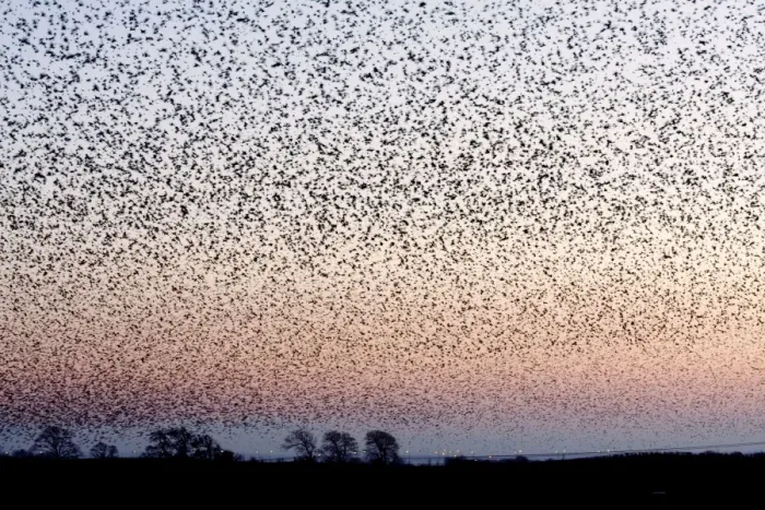 Framed Print : Starling Flock Framed Print : Starling Flock