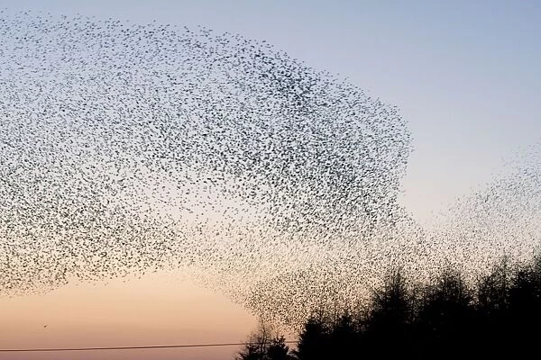 Starling Flock. ROY-497. Common Starling Flock - An immense flock grouping
