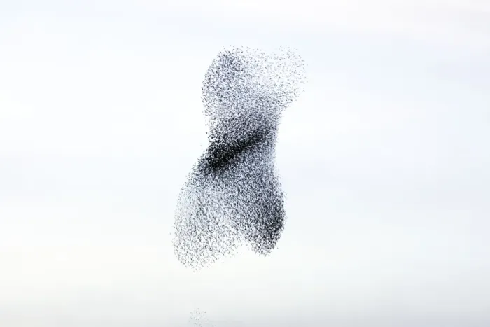 Framed Print : Starling flock andperegrine falcon. Immense flock of birds flying at dusk creating elaborate formations as they swirl to avoid and confuse predators. Near Gretna, Scotland. UK Framed Print : Starling flock andperegrine falcon. Immense flock of birds flying at dusk creating elaborate formations as they swirl to avoid and confuse predators. Near Gretna, Scotland. UK