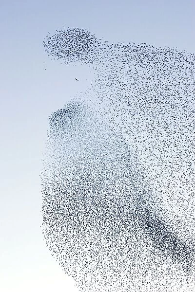 Starling flock and Peregrine Falcon. Immense flock of birds flying at dusk creating elaborate formations as they swirl to avoid and confuse predators. Near Gretna, Scotland. UK