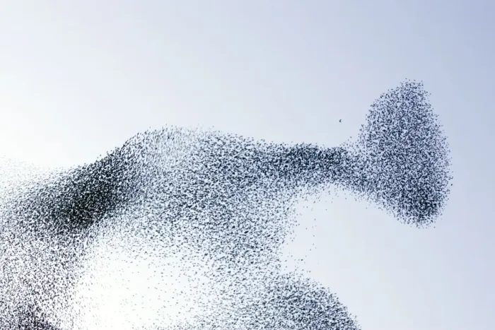 Framed Print : Starling flock and peregrine falcon. Immense flock of birds flying at dusk creating elaborate formations as they swirl to avoid and confuse predators. Near Gretna, Scotland. UK Framed Print : Starling flock and peregrine falcon. Immense flock of birds flying at dusk creating elaborate formations as they swirl to avoid and confuse predators. Near Gretna, Scotland. UK