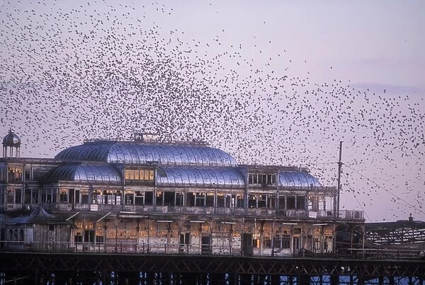 Starling Flying to roost on Brighton pier