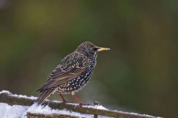 Starling - on gate in snow - Bedfordshire UK 8841