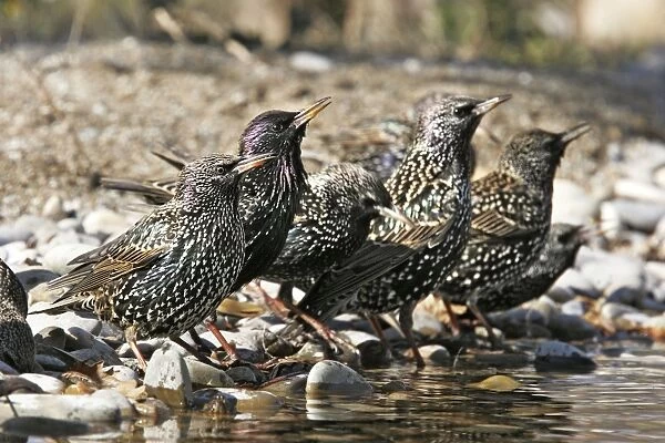 Starling - group by water. Bulgaria
