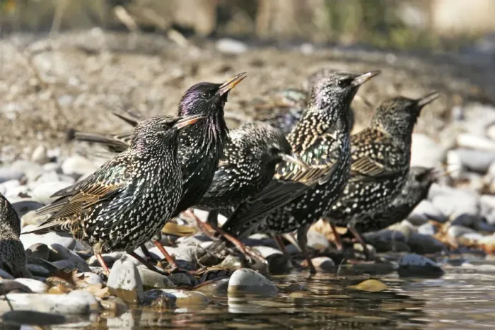 Framed Print : Starling - group by water. Bulgaria Framed Print : Starling - group by water. Bulgaria