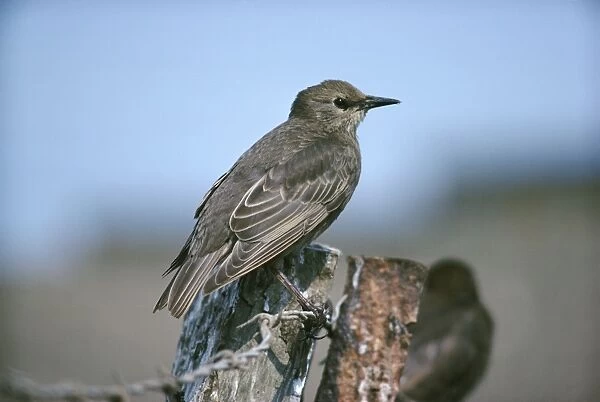 Starling - juvenile