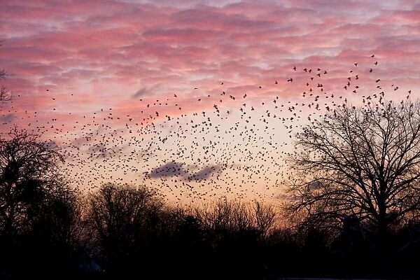 Starling - A large flock of starlings coming in to roost against sunset. England, UK