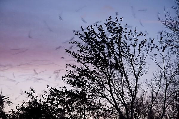 Starling - A large flock of starlings coming in to roost. England, UK