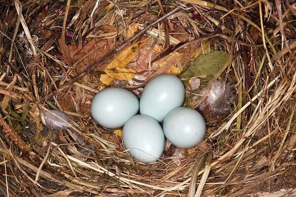 Starling - nest with four eggs