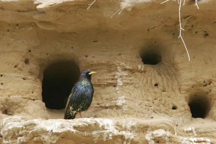 Framed Print : Starling - by nest holes. Bulgaria