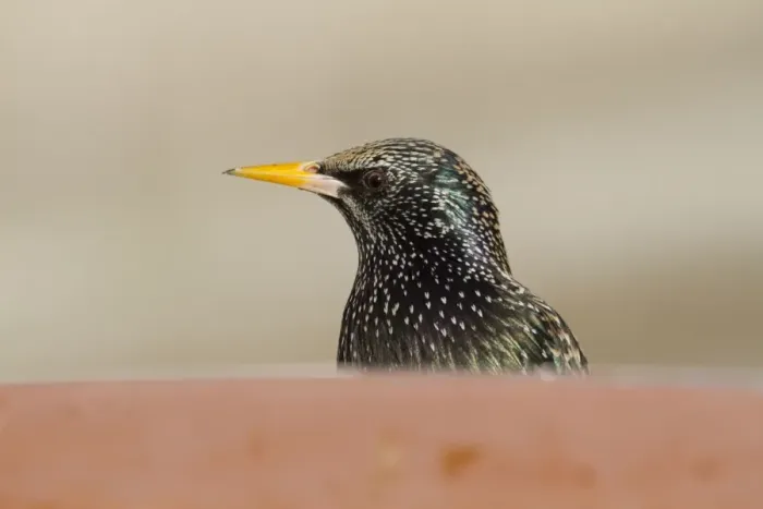 Framed Print : Starling - portrait - Cornwall - UK Framed Print : Starling - portrait - Cornwall - UK