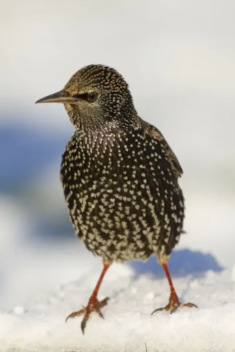 Framed Print : Starling - in snow - Cornwall - UK Framed Print : Starling - in snow - Cornwall - UK