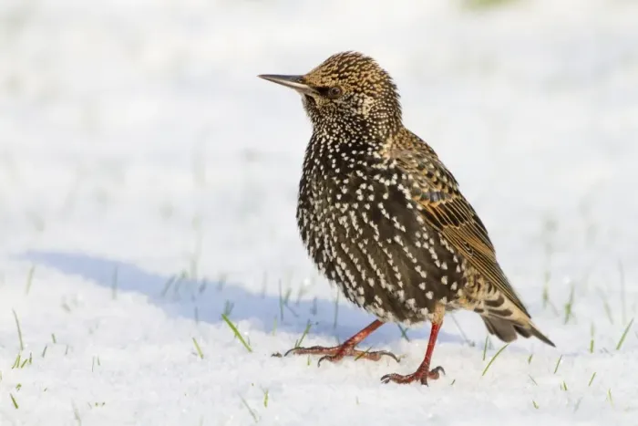 Framed Print : Starling - in snow - Cornwall - UK Framed Print : Starling - in snow - Cornwall - UK