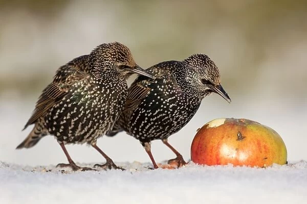 Starling - in snow eating apple - Cornwall - UK