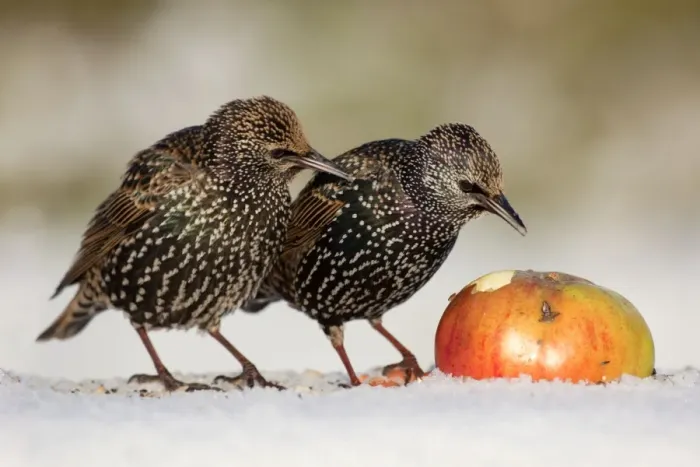 Framed Print : Starling - in snow eating apple - Cornwall - UK Framed Print : Starling - in snow eating apple - Cornwall - UK