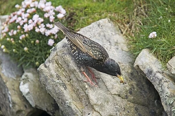 Starling - Taking food to nest Sturnus vulgaris Shetland Mainland, UK BI011448