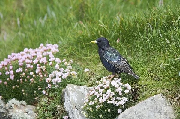 Starling - With thrift Sturnus vulgaris Shetland Mainland, UK BI011447