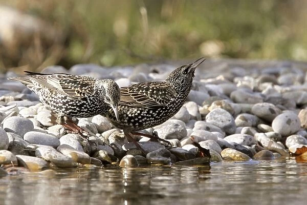 Starling - two by water. Bulgaria