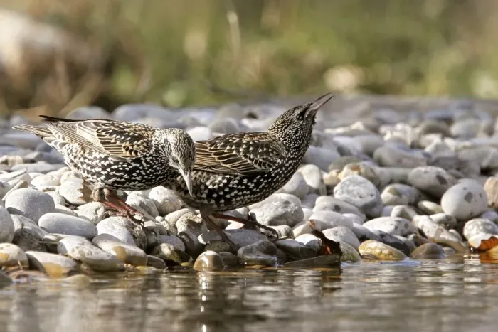 Framed Print : Starling - two by water. Bulgaria Framed Print : Starling - two by water. Bulgaria