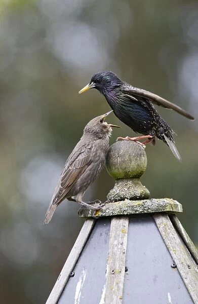 Starling - with youngster on bird table - Bedfordshire - UK 007556