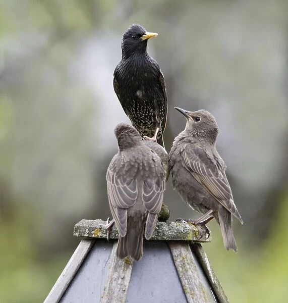 Starling - with youngsters on bird table - Bedfordshire - UK 007558