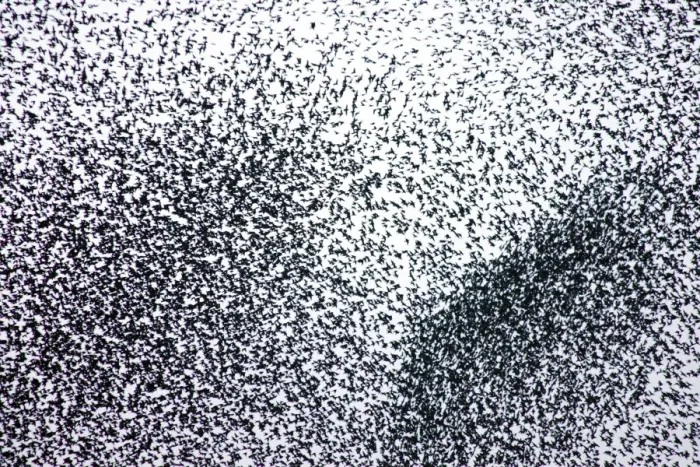 Framed Print : Starlings. ROY-450. Starlings - A concentrated section of a large flock Framed Print : Starlings. ROY-450. Starlings - A concentrated section of a large flock