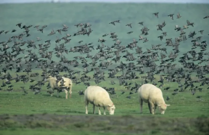 Framed Print : Starlings. USH-880. STARLINGS - flock in flight over sheep Framed Print : Starlings. USH-880. STARLINGS - flock in flight over sheep