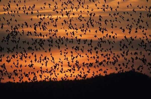 Starlings. USH-883. STARLINGS - In flight, flocking