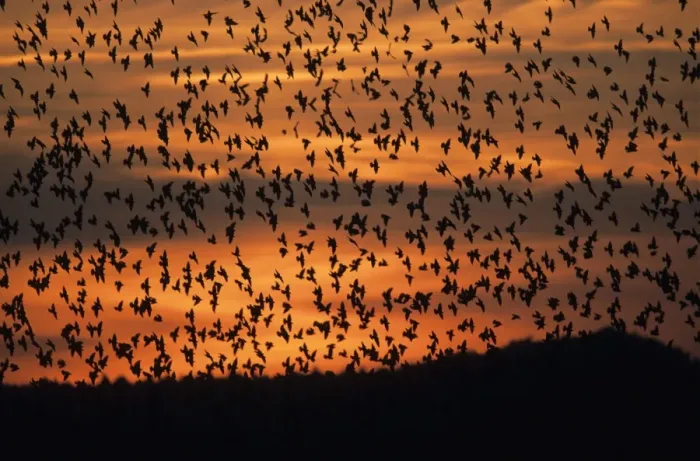 Framed Print : Starlings. USH-883. STARLINGS - In flight, flocking Framed Print : Starlings. USH-883. STARLINGS - In flight, flocking