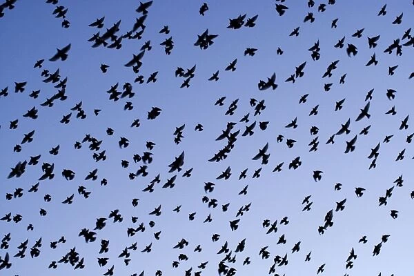 Starlings - Close up of a mass of birds in flight