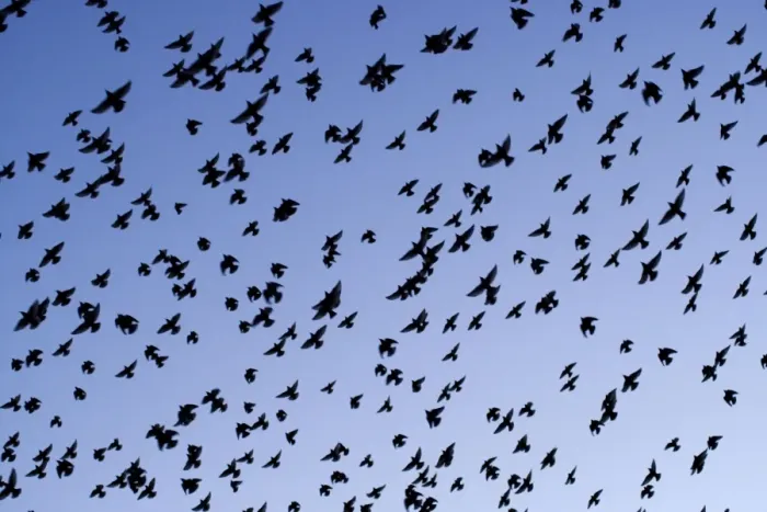 Framed Print : Starlings Close up of a mass of birds in flight Eastbourne, East Sussex, South East England Framed Print : Starlings Close up of a mass of birds in flight Eastbourne, East Sussex, South East England
