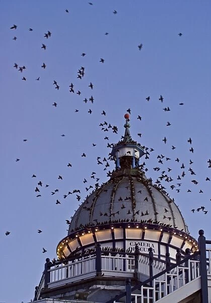 Starlings Coming in to roost in a Victorian Camera Obscura Tower Eastbourne, East Sussex, South East England