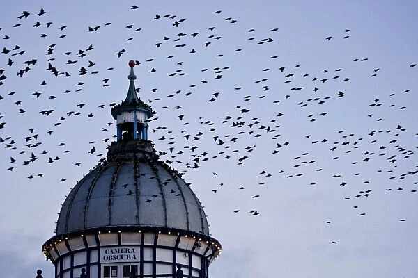 Starlings Coming in to roost in a Victorian Camera Obscura Tower Eastbourne, East Sussex, South East England